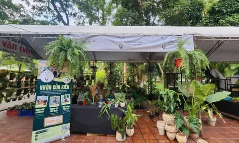 Thảo Cầm Viên khai mạc Triển lãm Giới thiệu kiểng lá trang trí và kiểng lá vị thuốc thông dụng