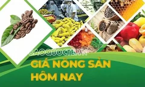 Giá nông sản hôm nay 16/5/2025: Giá cà phê robusta thấp nhất, Giá tiêu tăng đồng loạt, Giá heo ổn định; Thêm đối thủ đáng gờm đối với cà phê Việt