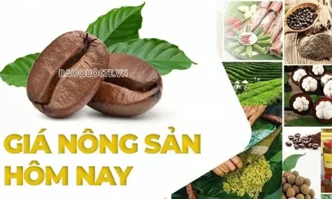 Giá nông sản hôm nay 19/5/2025: Giá cà phê robusta sẽ đi lên từ đáy; Hồ tiêu mất mùa; Giá cước vận tải container chuẩn bị tăng mạnh?